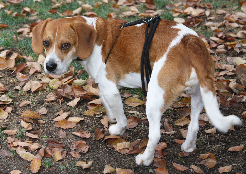 All White Beagle